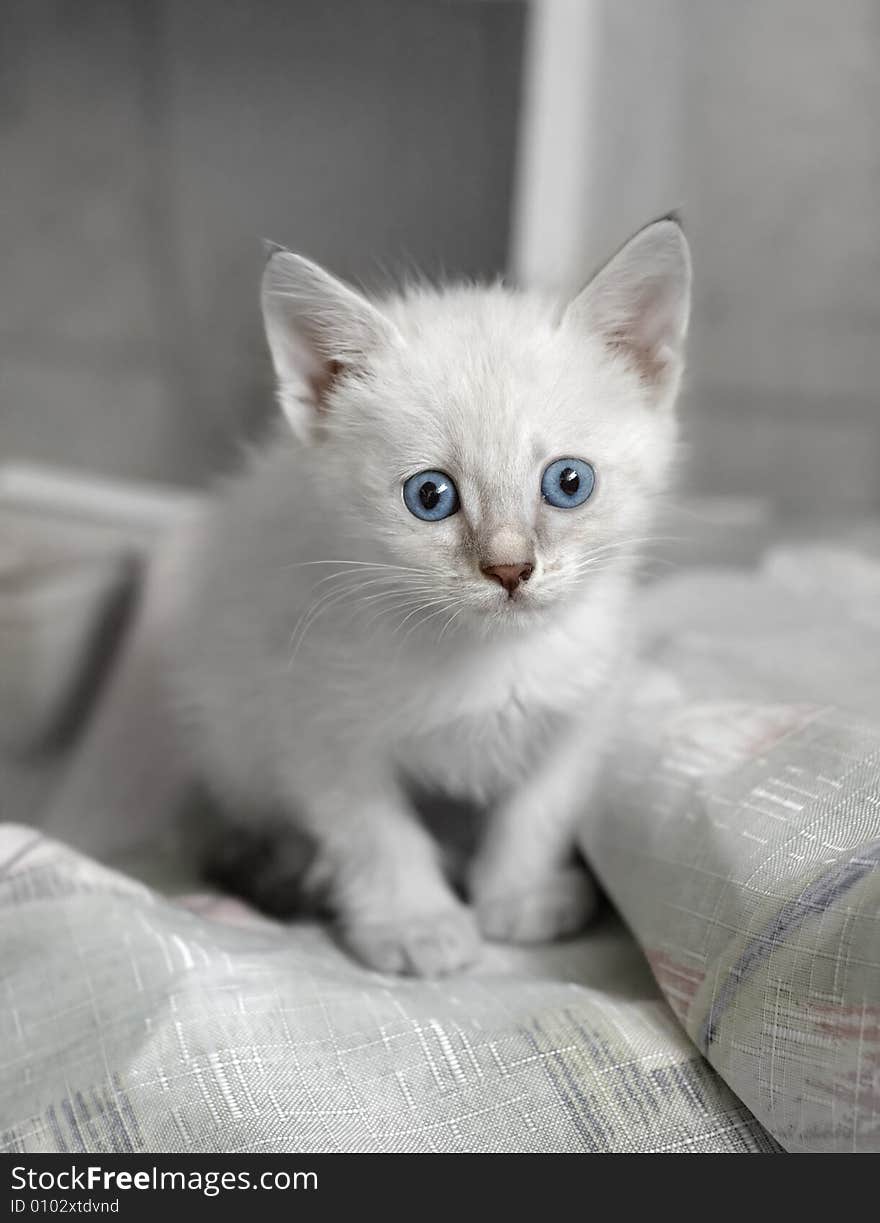 White kitten