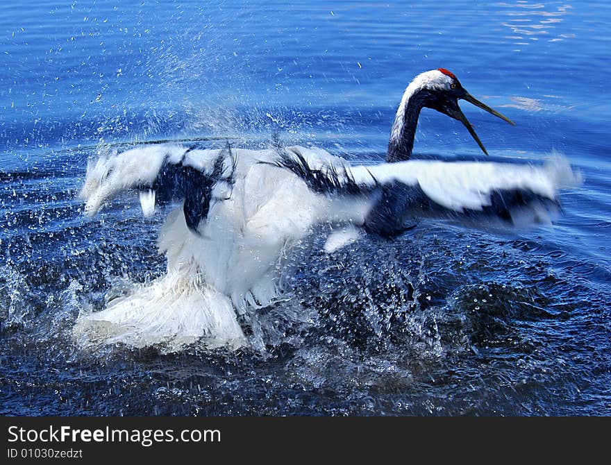 Crane in the lake in southern China