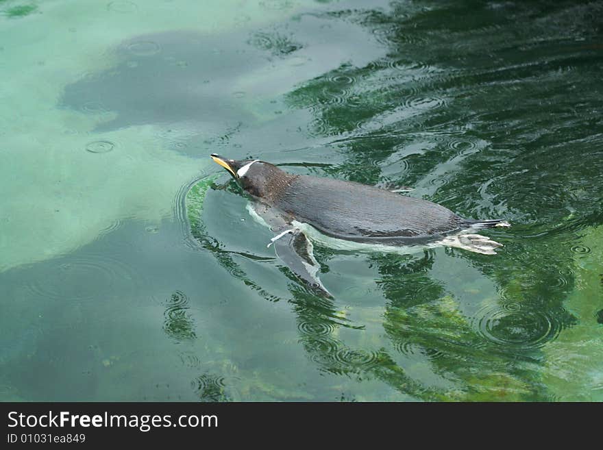 Swimming Penguin in the nature