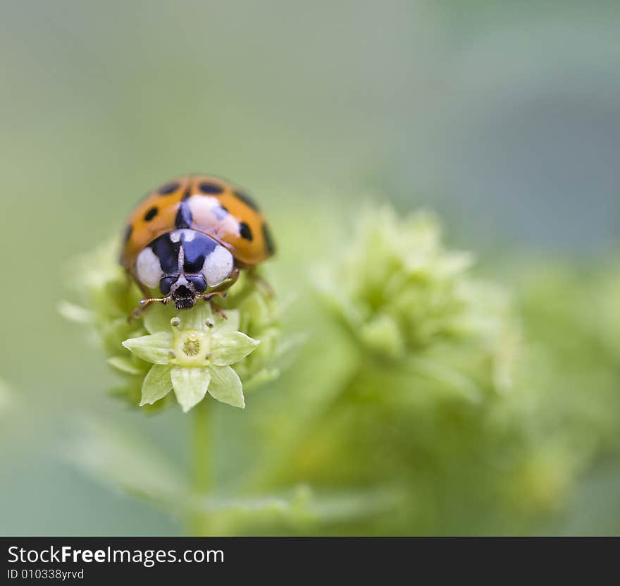 A Ladybug on a leave