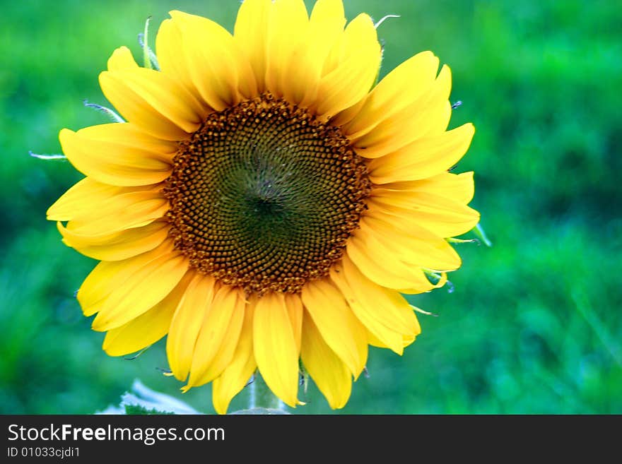 Bright yellow sunflower against a background of green grass. Bright yellow sunflower against a background of green grass