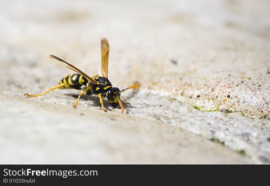 Wasp