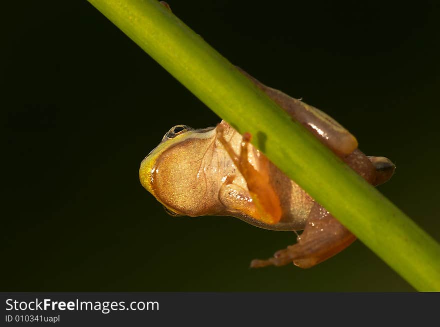 Detail of tree frog