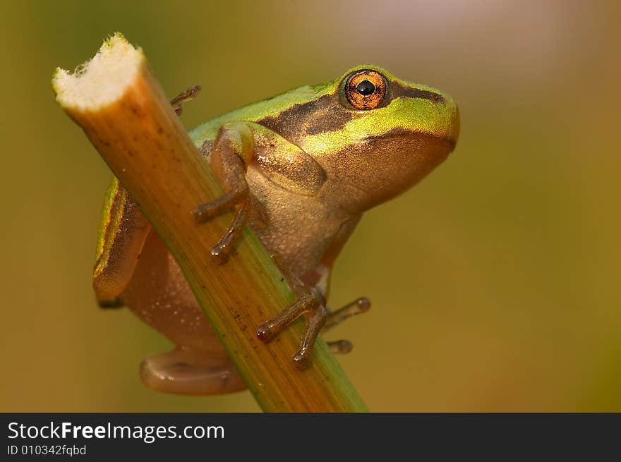 Detail of beautiful sitting tree frog