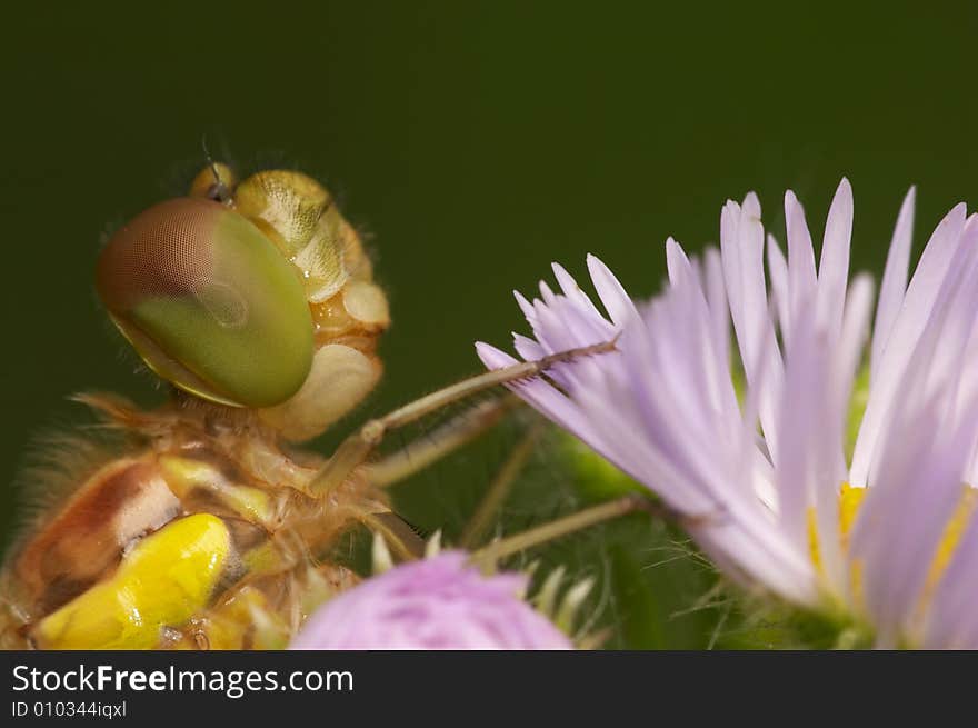 Portrait of dragonfly