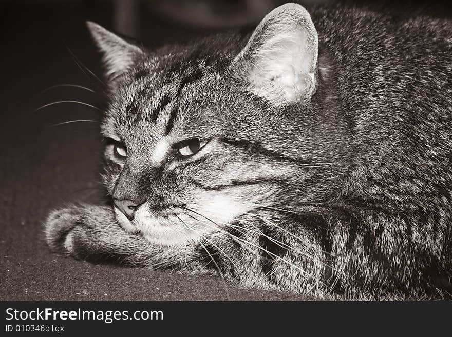 Black-and-white portrait of a cat. Black-and-white portrait of a cat