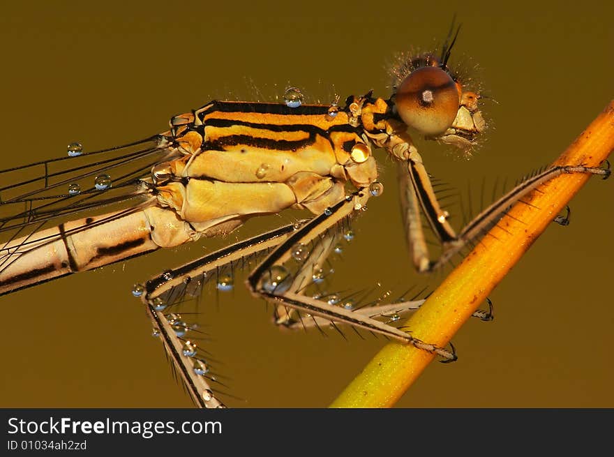 Portrait of this beautiful insect demoiselle. Portrait of this beautiful insect demoiselle