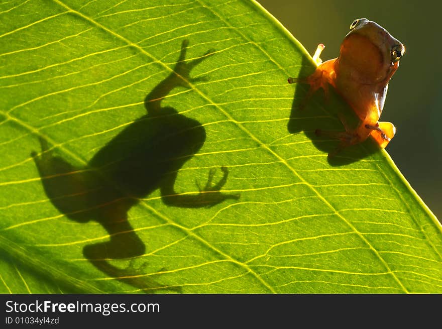 Detail of the tree frog and shadow of the other frog. Detail of the tree frog and shadow of the other frog