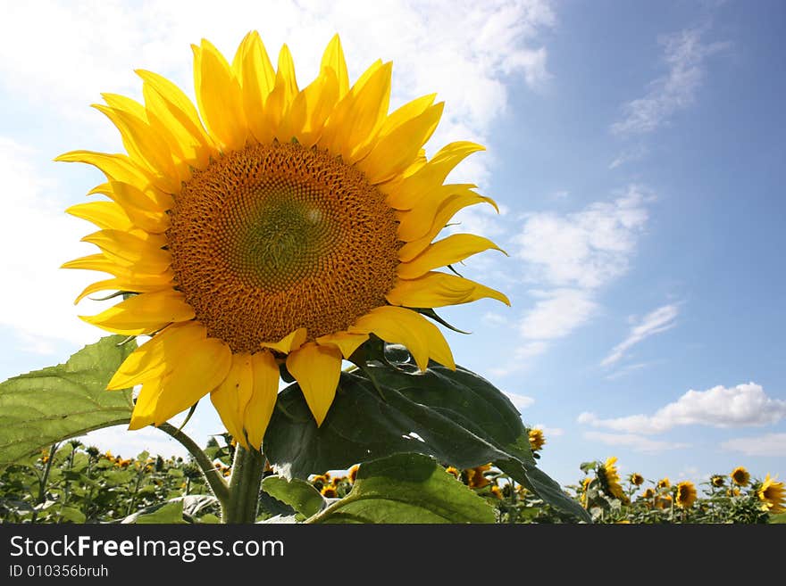 Sunflower in blossoming