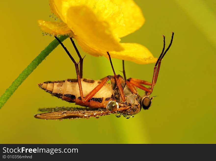 Very interesting and coloured fly. Very interesting and coloured fly