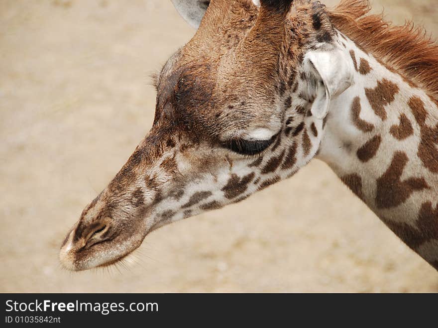 Beautiful photo of a giraffe