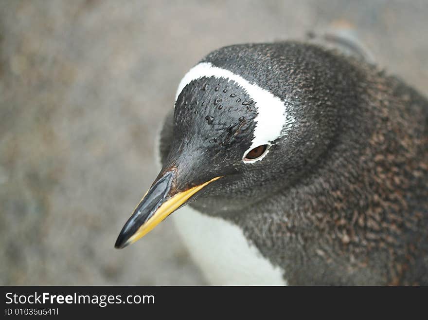 Penguin from top in the nature