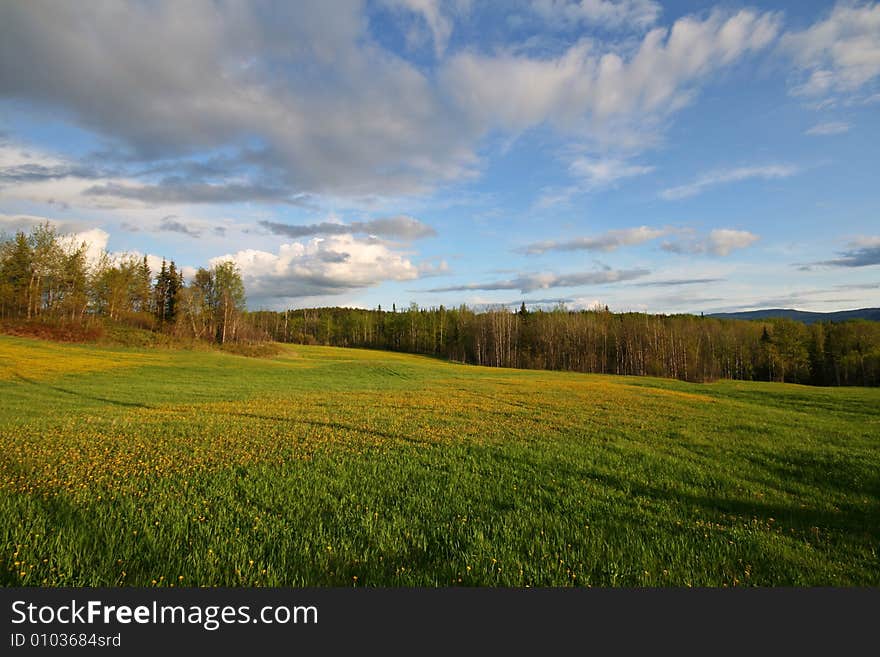 Spring forest and meadow with yellow flowers in the evening sun. Spring forest and meadow with yellow flowers in the evening sun.