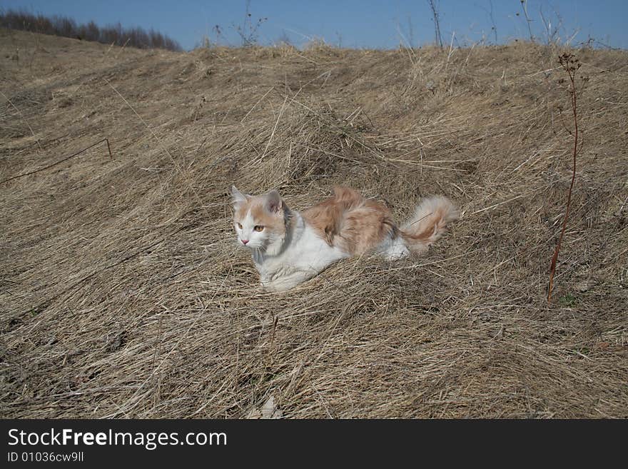 Cat In Heather