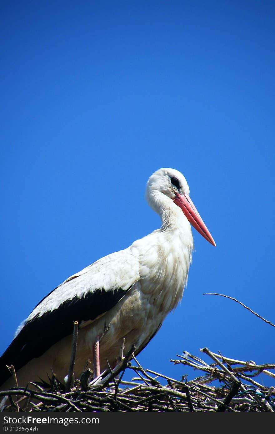 A Stork