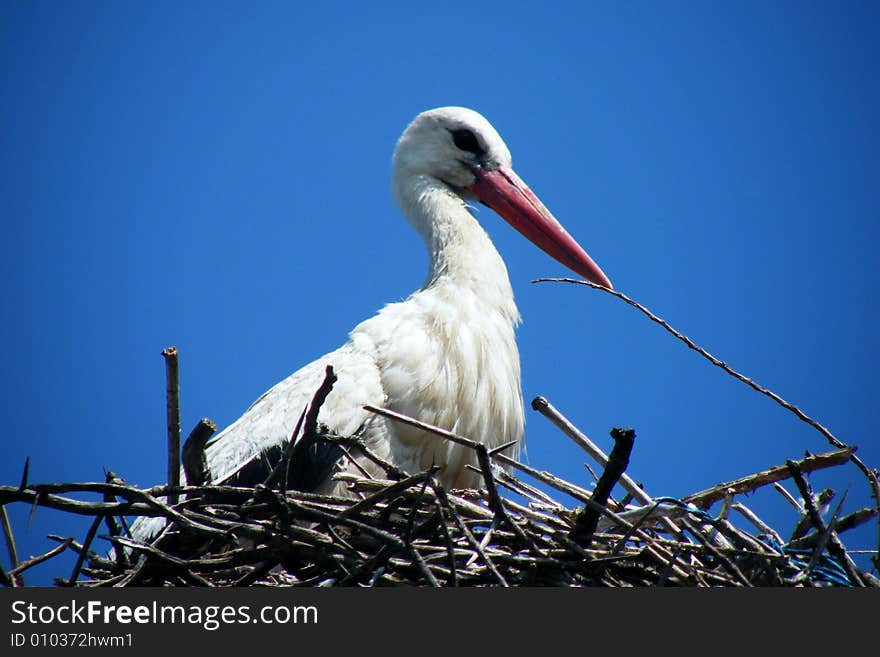 A Stork