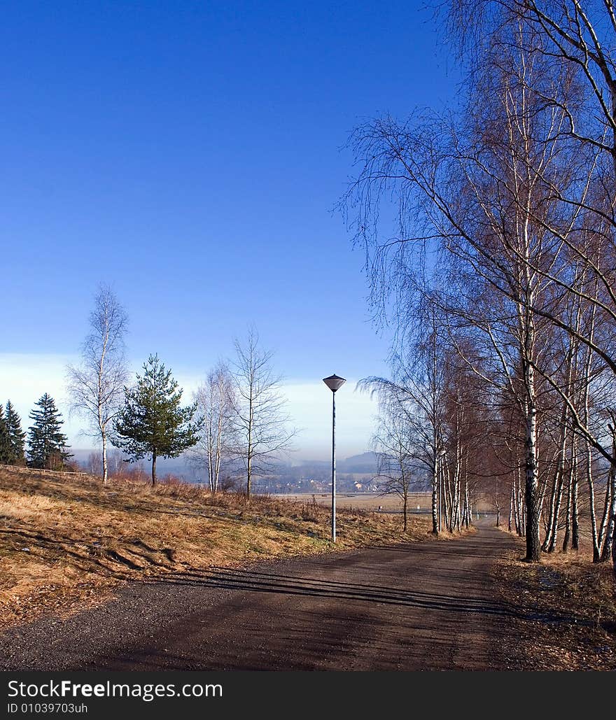 Birches along the road