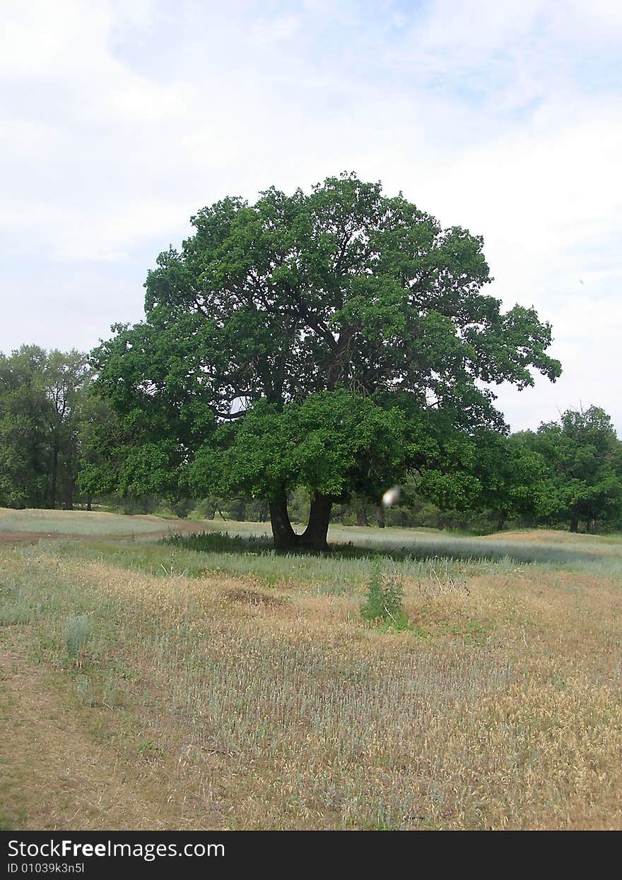 The biggest tree at village. The biggest tree at village