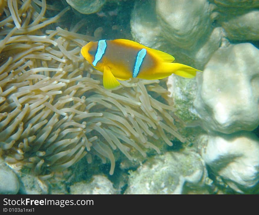 Coral fish