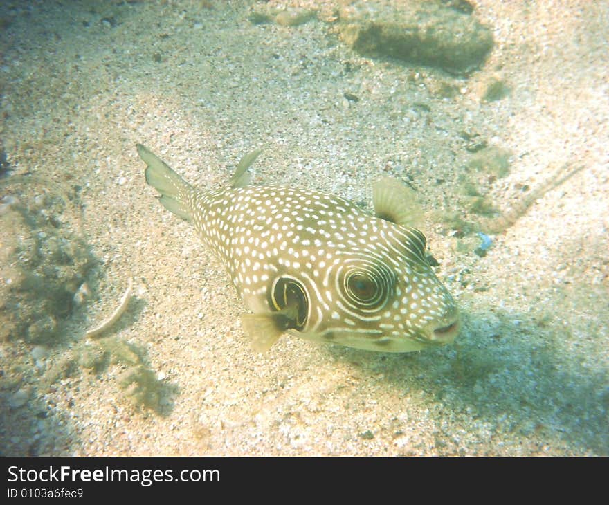 Coral fish in the Red sea