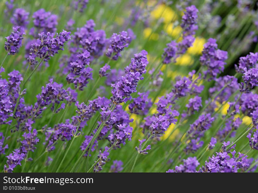 Purple lavender with blur yellow flower in the background