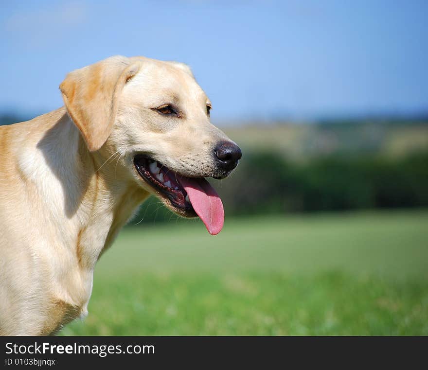 Shot of a cute yellow labrador on a summers evening