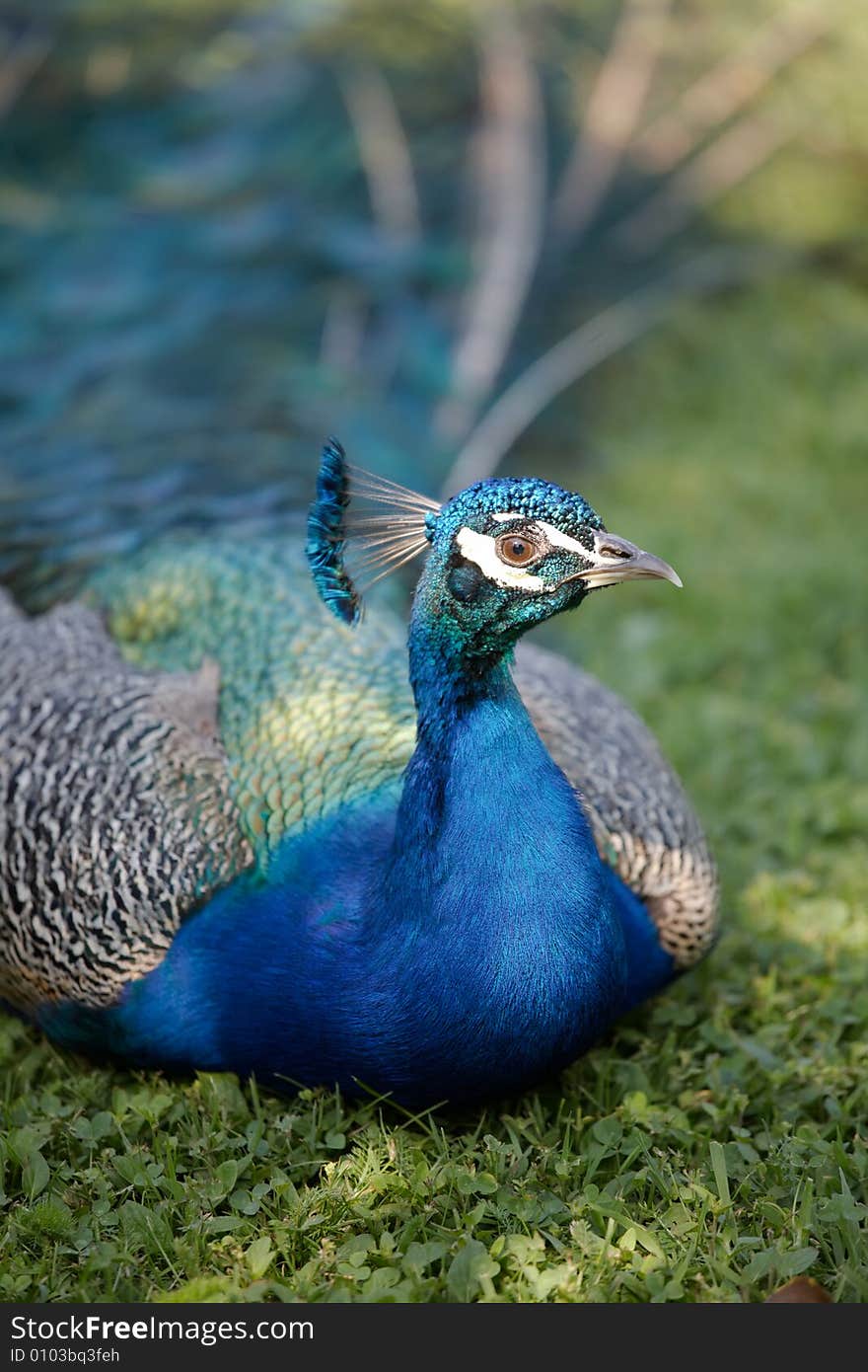 Peafowl