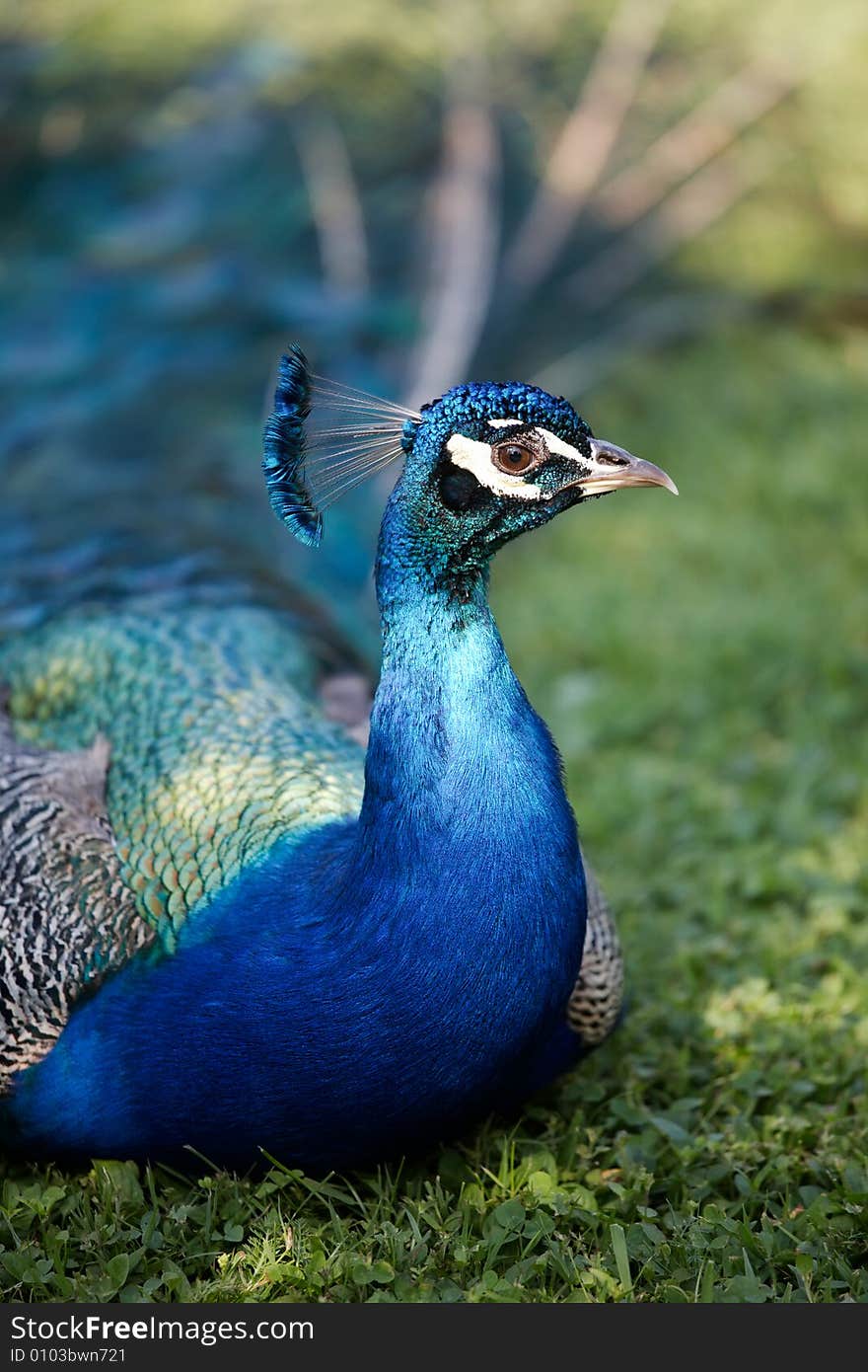 Peafowl