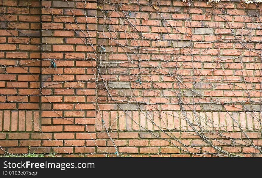 An old brick wall covered with winter vines. An old brick wall covered with winter vines