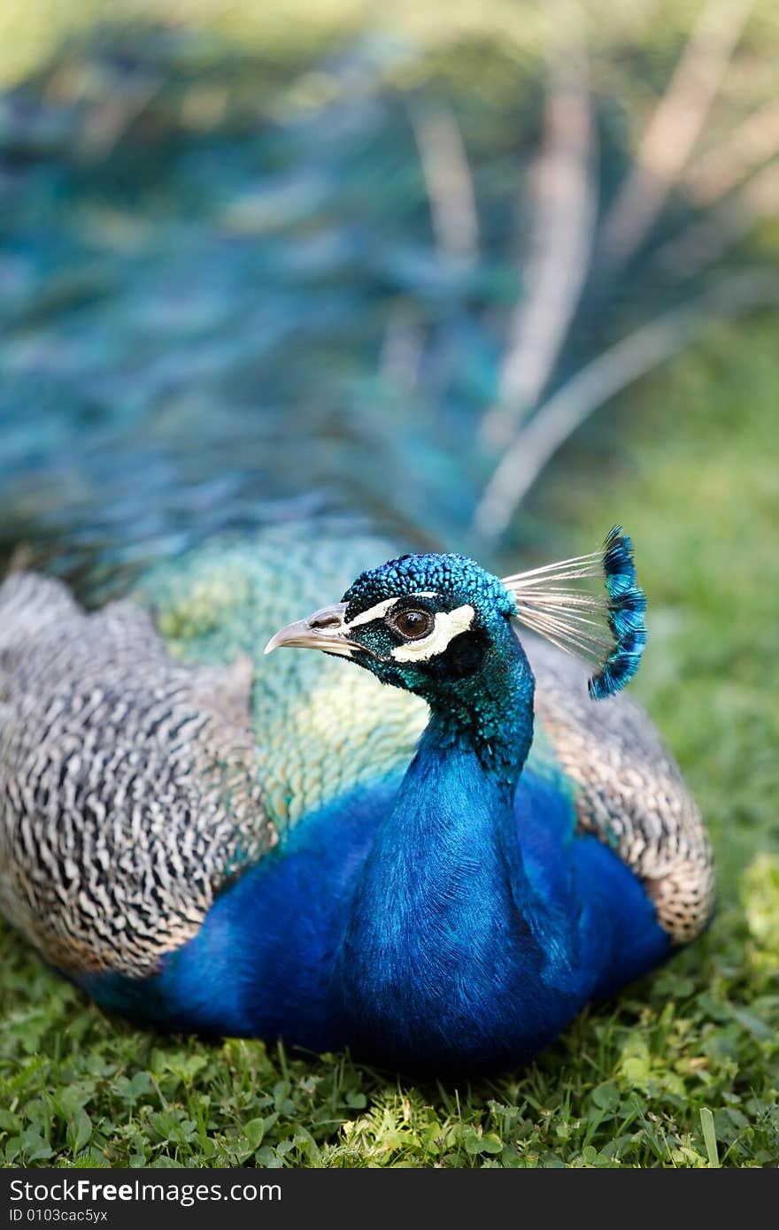 Peafowl