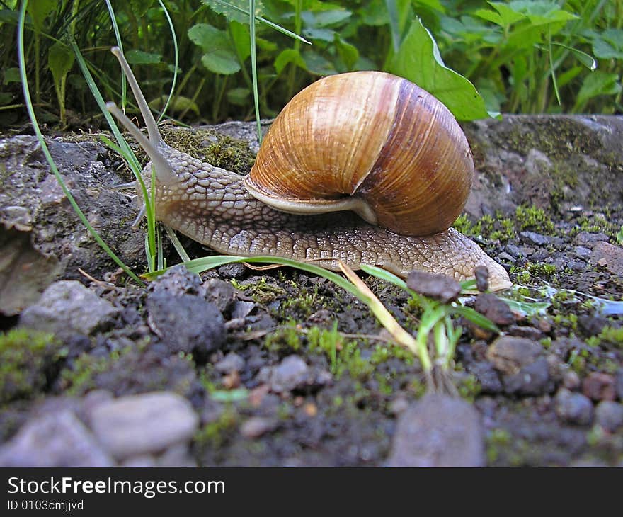 Snail grape