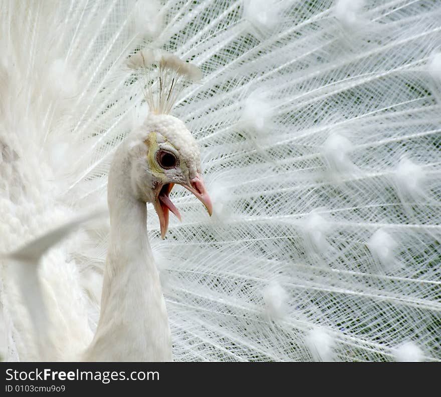 Beautiful white peacock in park. Beautiful white peacock in park