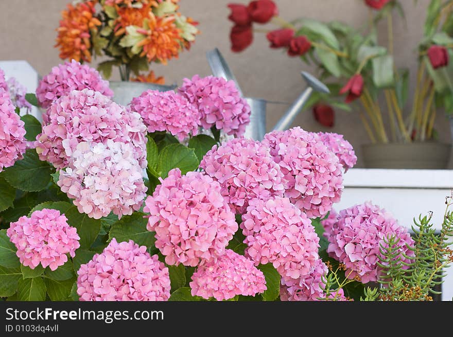 Beautiful Hydrangea Blossoms