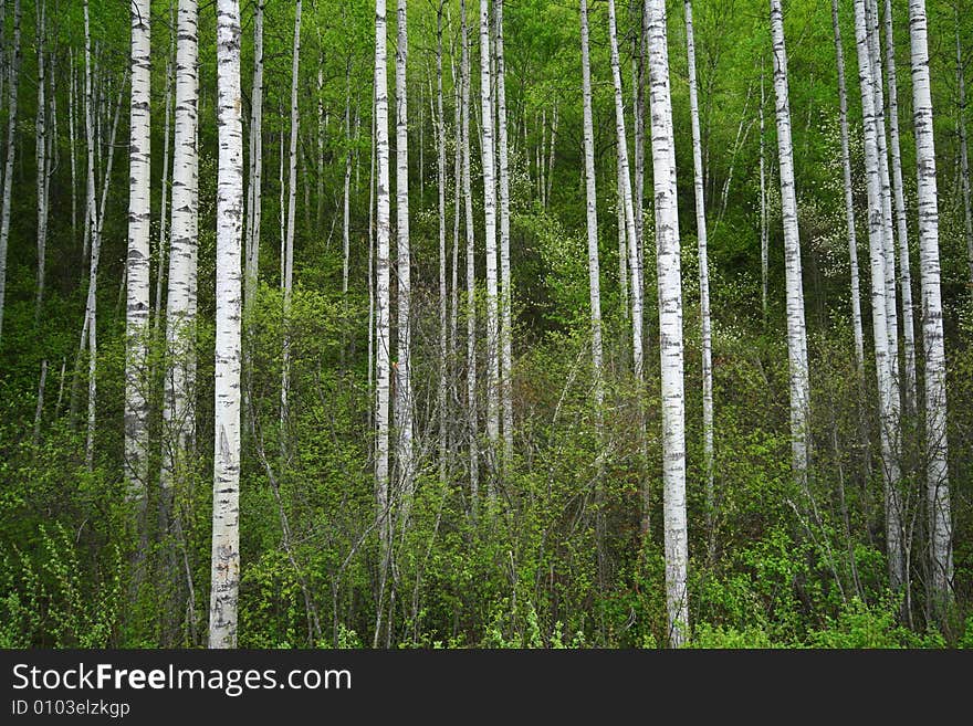 White birch trunks among green spring vegetation. White birch trunks among green spring vegetation.