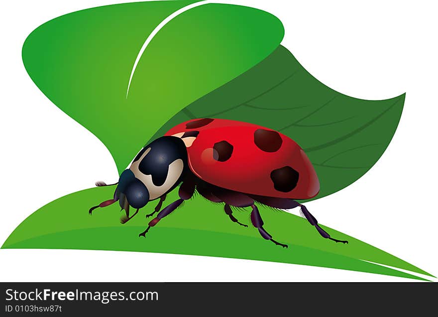 Ladybird. bug. Insect on a plant. a vector illustration.