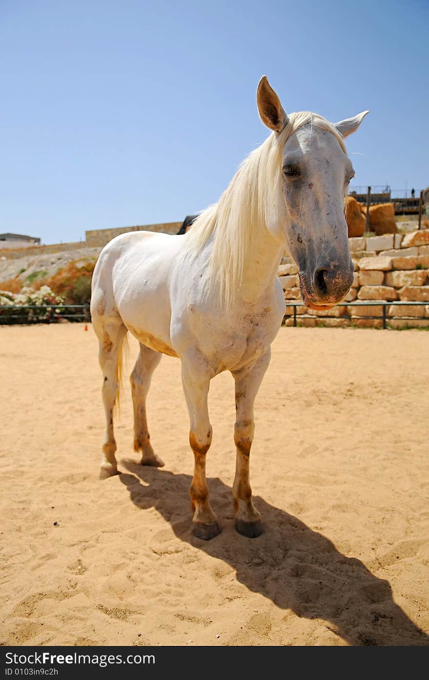 Wide angle shot of white horse standing on sand field