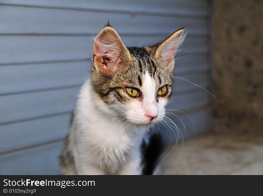 A close shot of a little female cat with yellow eyes. She's watching curious. A close shot of a little female cat with yellow eyes. She's watching curious.