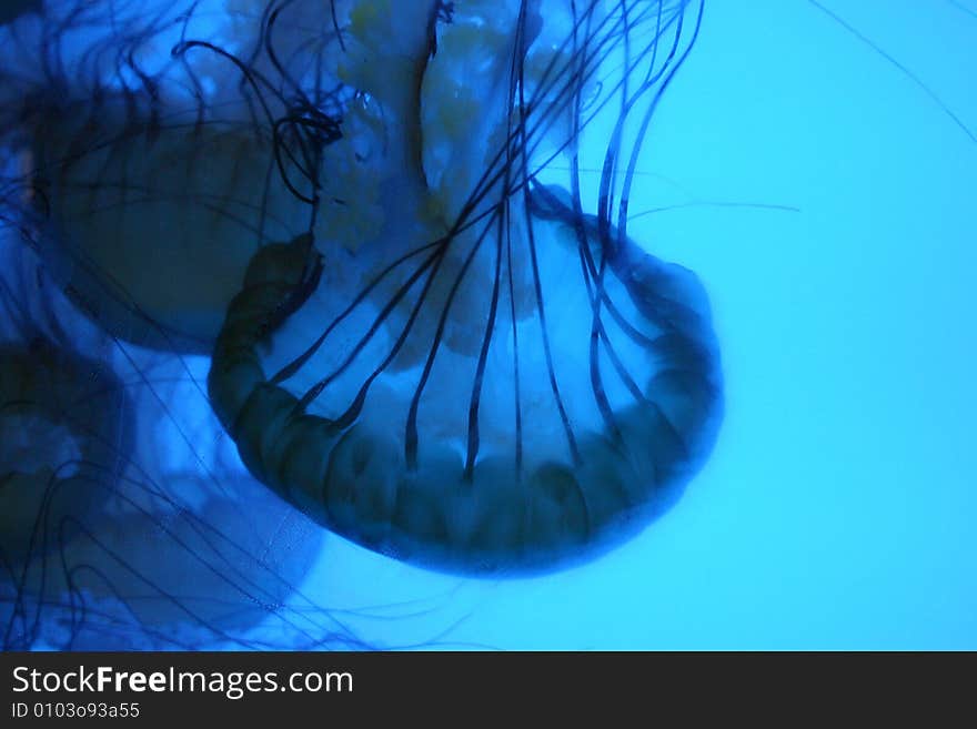 Fantastic jelly fish, Aquarium, Denver, Colorado, USA