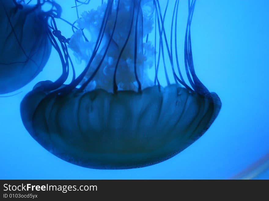 Fantastic jelly fish, Aquarium, Denver, Colorado, USA