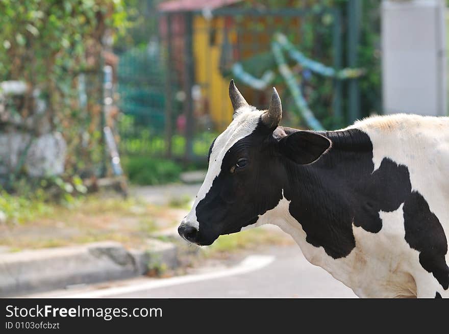 Domestic Cow II