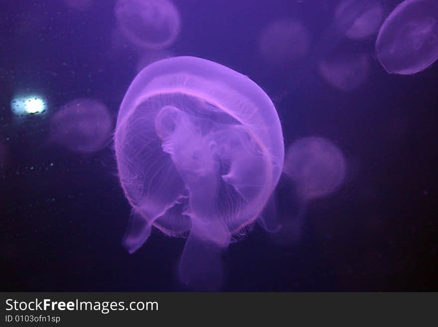 Fantastic jelly fish, Aquarium, Denver, Colorado, USA