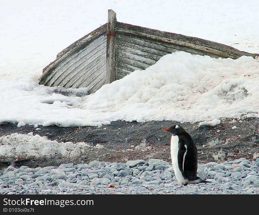 Penguin and the boat, Antarctica