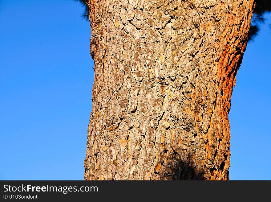 A Pine log in the bright afternoon light.