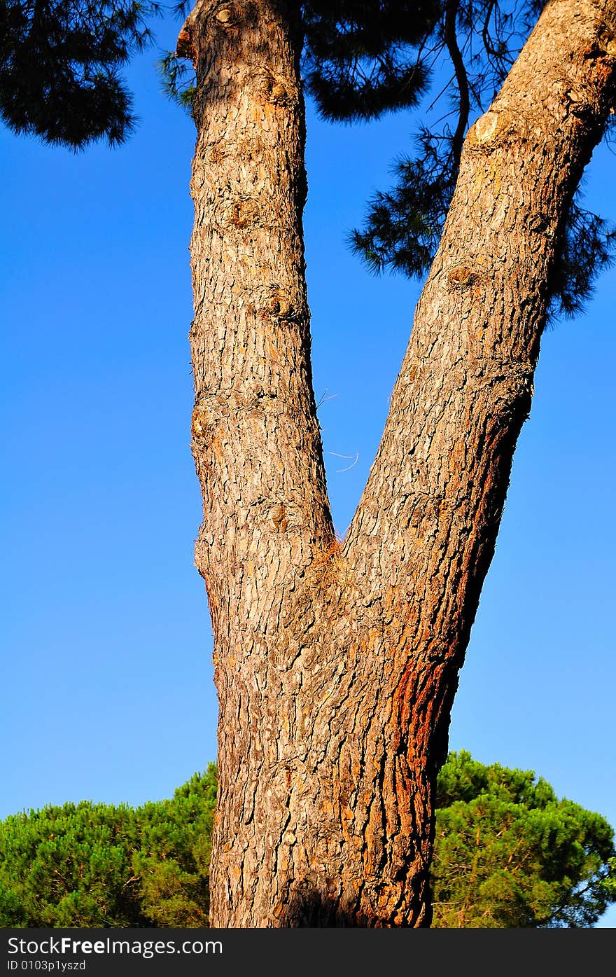 A mediterranean pine  in the bright afternoon light.