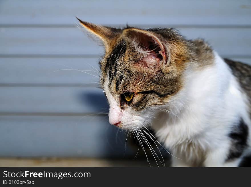 A close shot of a little female cat with yellow eyes. A close shot of a little female cat with yellow eyes.