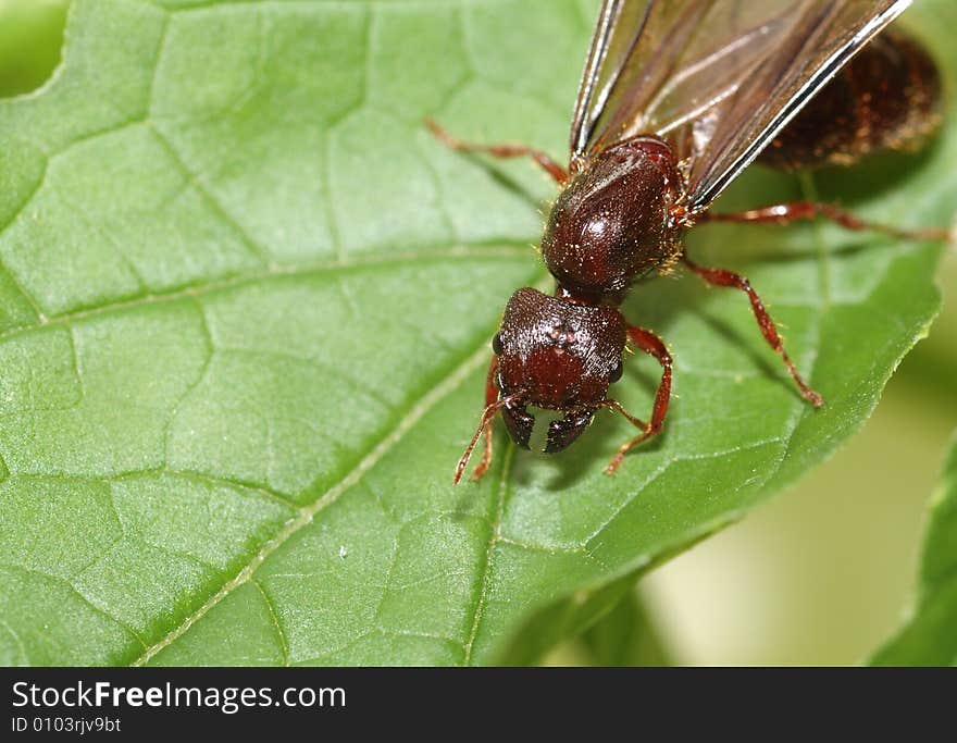 It is a big ant with wings on the green leaf