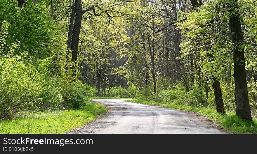 Scenic rural route through forest in spring time. Scenic rural route through forest in spring time