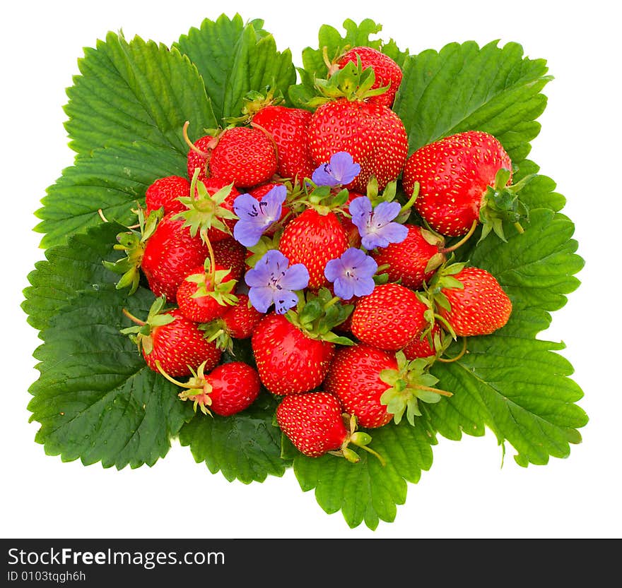 Close-up of ripe strawberries on leafs, isolated over white background. Close-up of ripe strawberries on leafs, isolated over white background