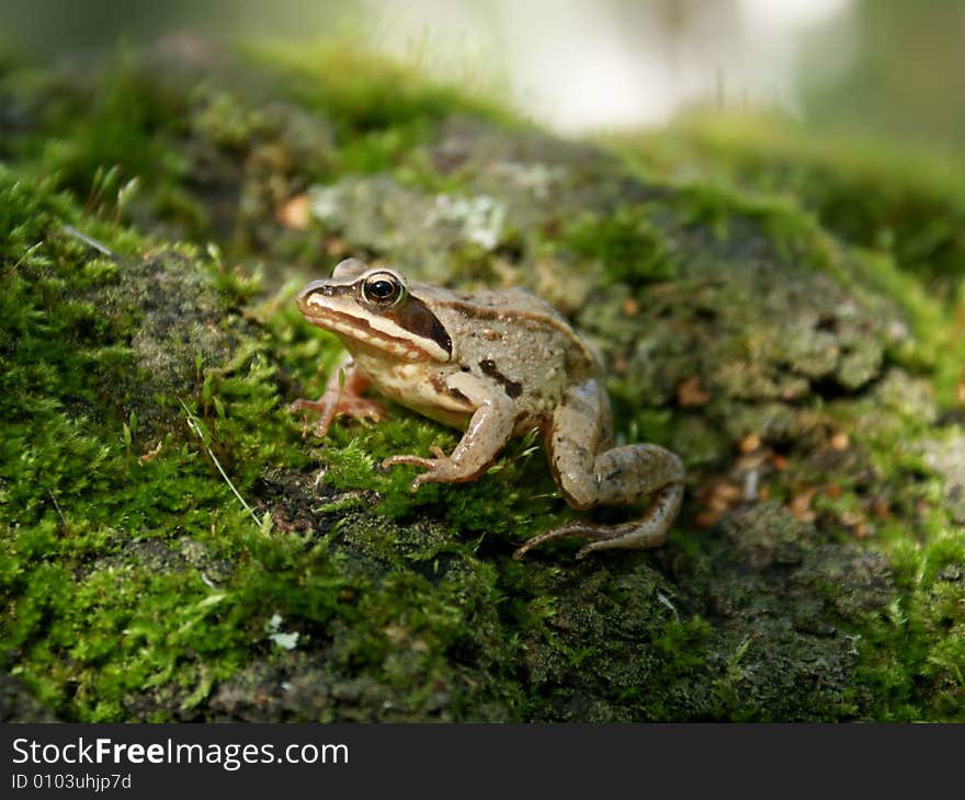 Forest Frog