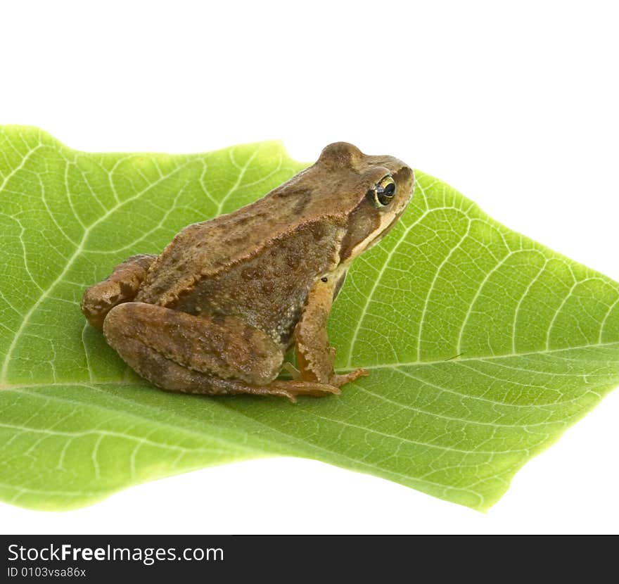 Brown frog